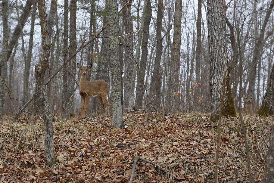 camouflage, deer, brown, nature, animal, outdoors, whitetail HD wallpaper