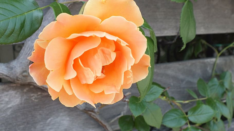 rose, orange, flowers, spring, nature, plant, petal, close-up HD wallpaper