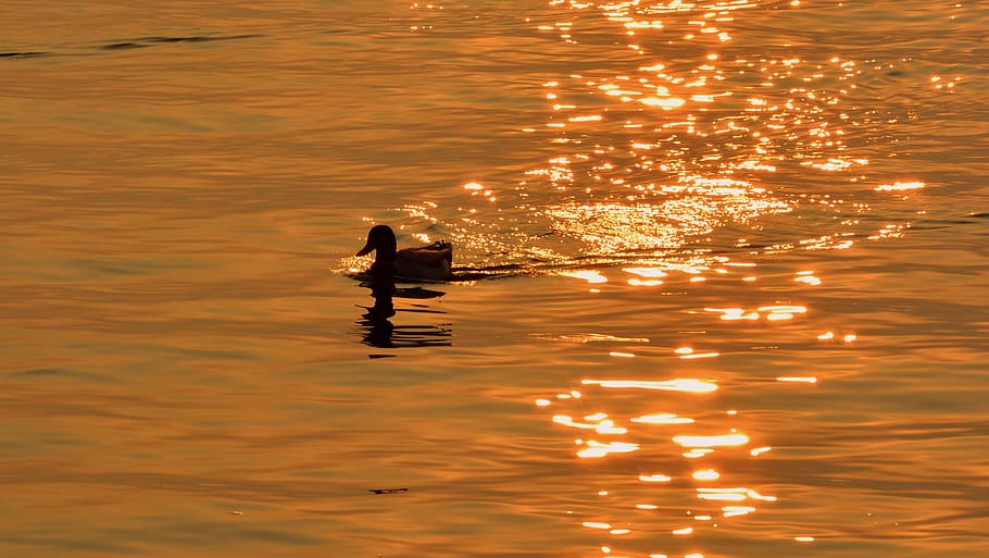 duck, lake, sunset, reflection, bird, water, waterfront, swimming HD wallpaper