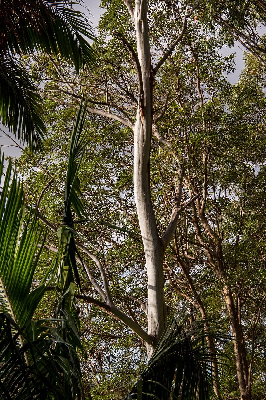 Eucalyptus, Gum Tree, Trees, Palm, forest, rain forest, queensland HD wallpaper