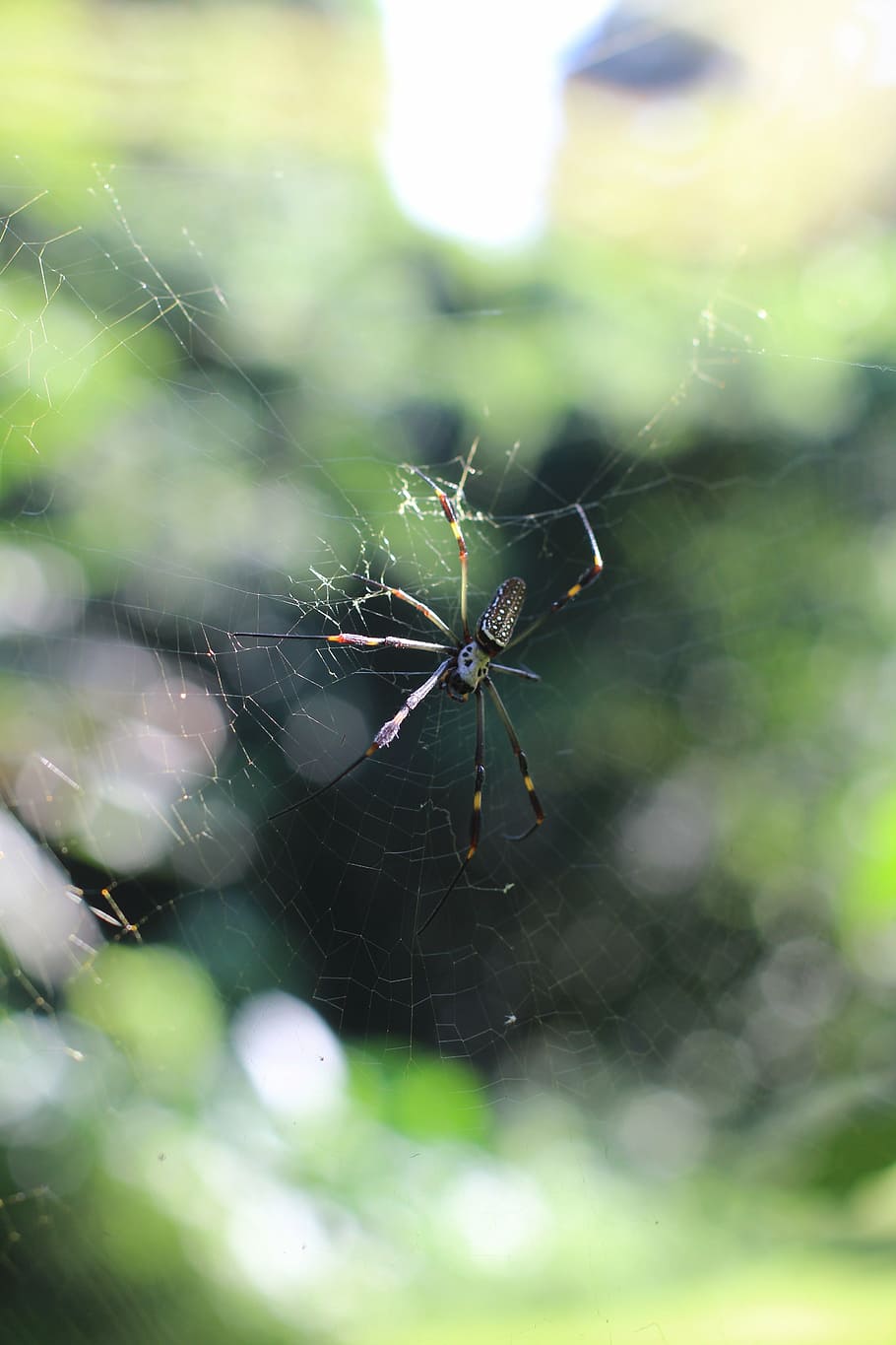 spider, nature, web, green, animal, scary, spider web, arachnid HD wallpaper