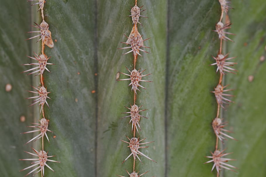 cactus, thorn, spur, sharp, juice plant, great, nature, close up, HD wallpaper