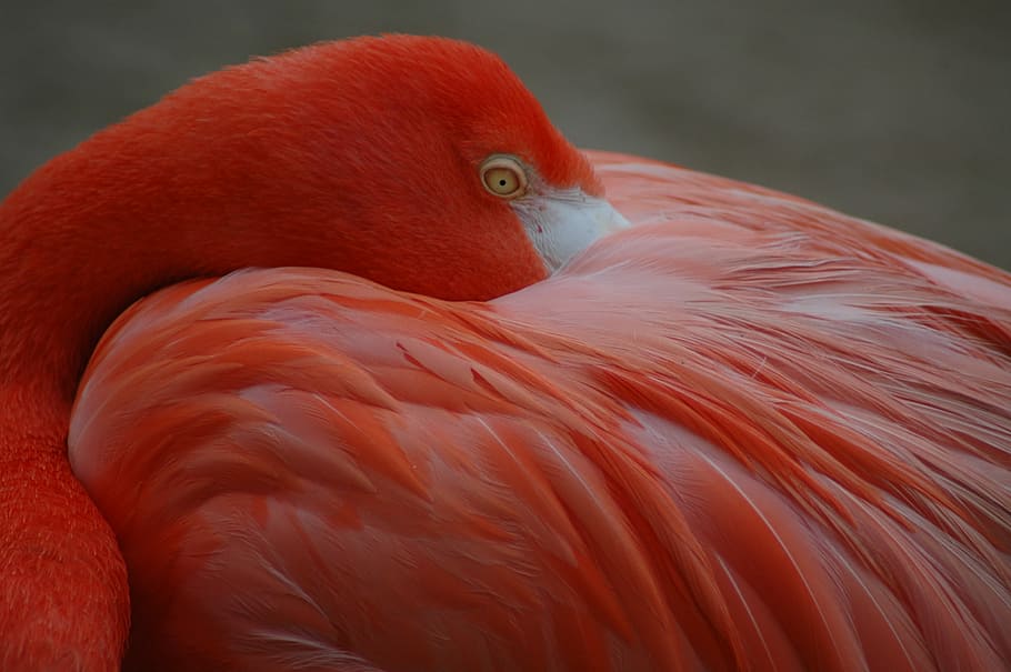orange flamingo, red flamingo, pink, feathers, bird, vertebrate HD wallpaper