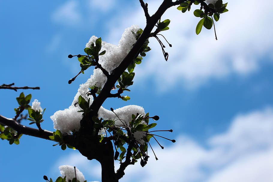 branch, snow, tree, white, cold, sky, landscape, new, season HD wallpaper