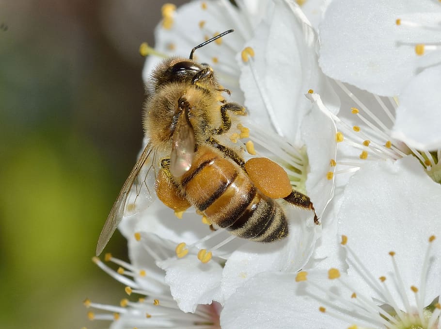 insects, apis, mellifera, pollen, animal themes, invertebrate HD wallpaper