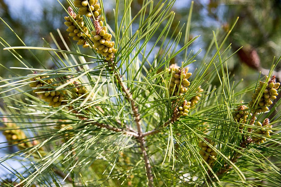 needles, spruce, christmas tree, pine, rostock, plant, greens HD wallpaper