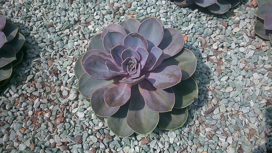 desert, stone, garden, plant, flower, flowering plant, beauty in nature HD wallpaper
