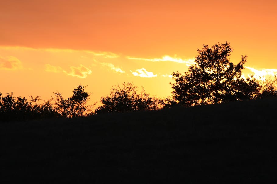 sunset, nature, landscape, sky, summer, tree, silhouette, plant HD wallpaper