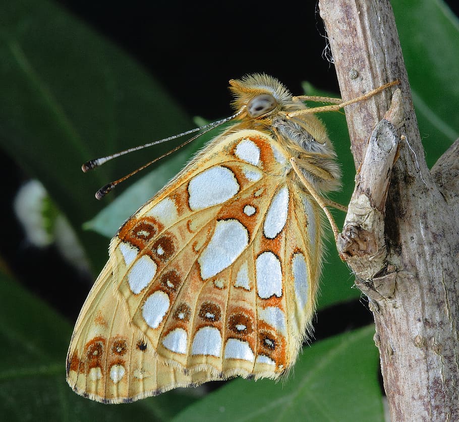 butterfly, close, mac, insect, nature, wing, antennae, summer HD wallpaper