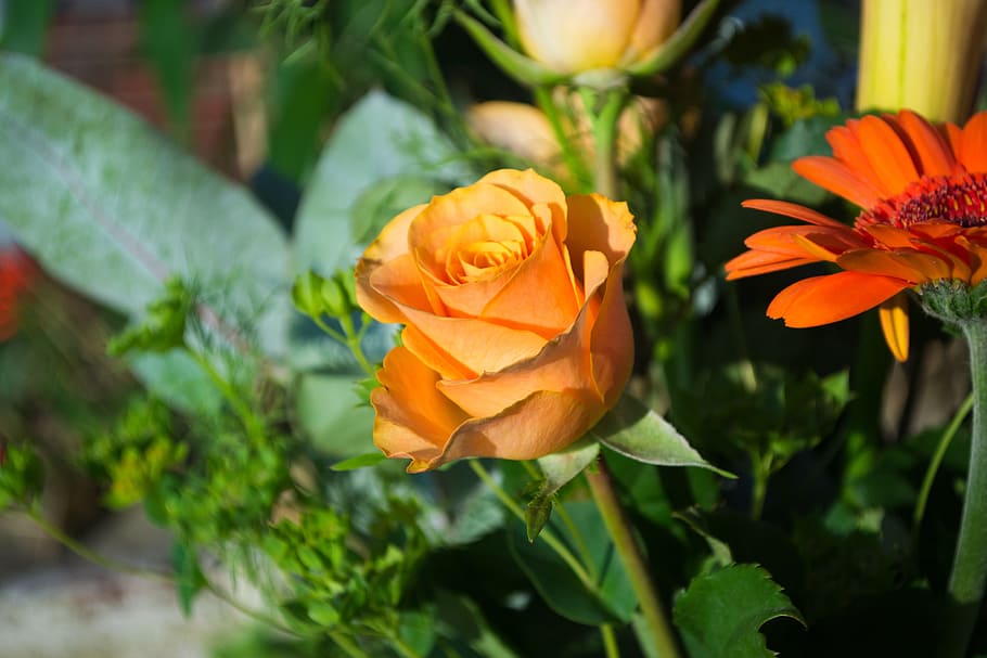 flower, outside, sun, summer, nature, spring, sunny, bright HD wallpaper
