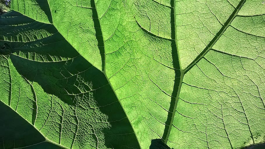 green, leaf, green leaf, shadow play, back light, leaf veins HD wallpaper