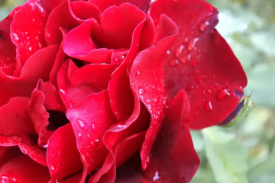 Petals, Drops, Rose, Red, Dew, Water, flower, fore, nature, HD wallpaper