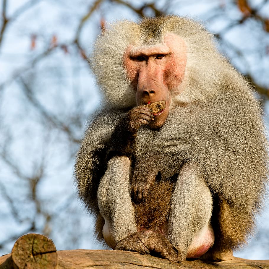 baboon, monkey, krefeld, zoo, food, animal, wildlife, primate HD wallpaper