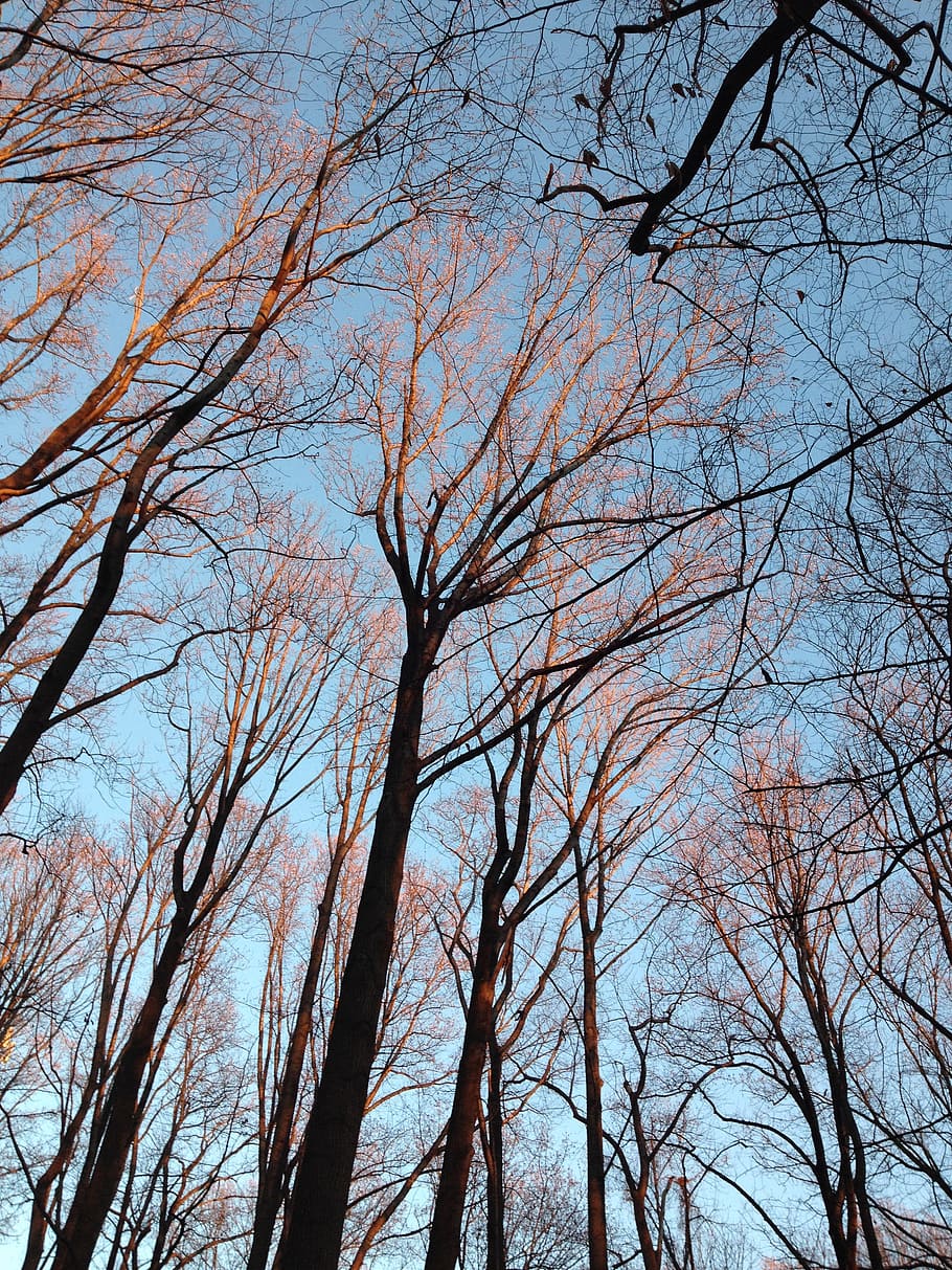 sunrise, winter, trees, forest, sunlight, morning, sky, nature HD wallpaper