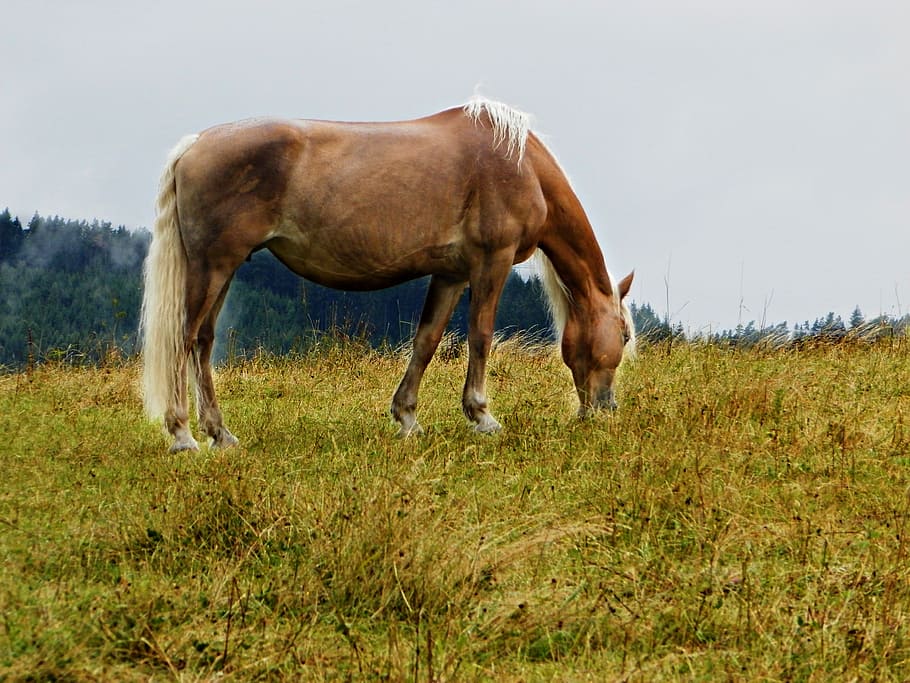haflinger, pasture, horse, coupling, graze, meadow, mare, pferdeportrait HD wallpaper