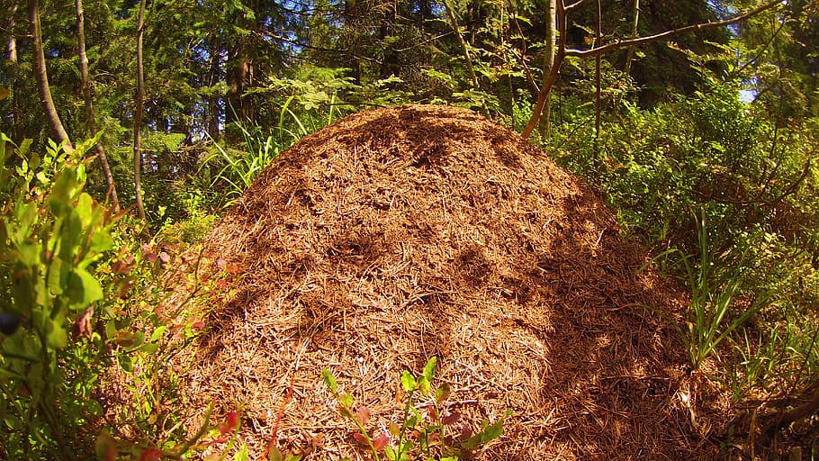 ants, pile, straw, forest, grass, colony, summer, squirrel, HD wallpaper