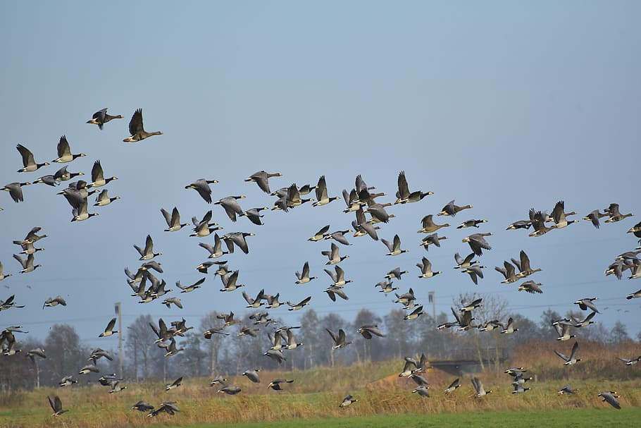 Geese, Fly, Migratory Birds, sky, flock of birds, wild geese HD wallpaper