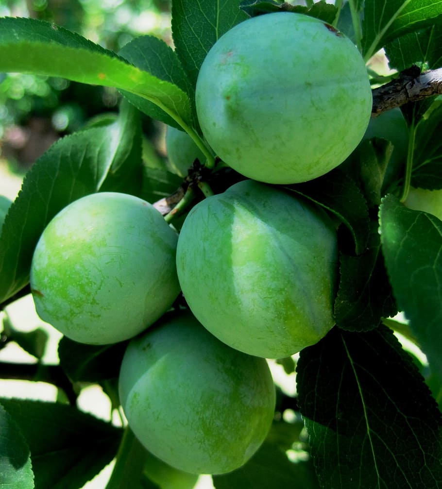 Plums, Green, Round, Smooth, Fruit, juicy, food, ripe, healthy HD wallpaper
