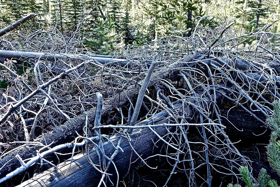 roots, trees, cold, environment, natural, nature, winter, forest HD wallpaper