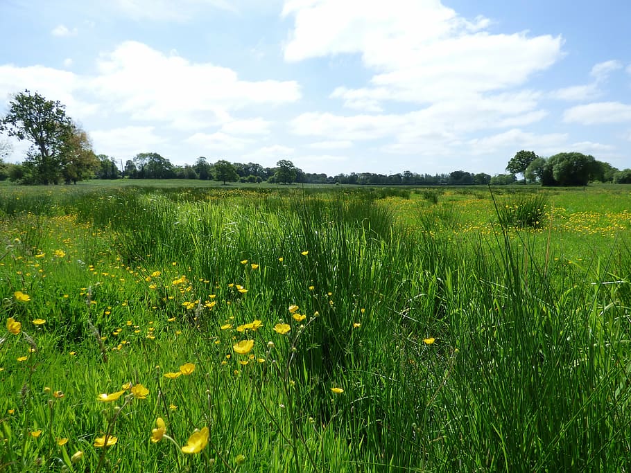 fields, prairie, green, plant, growth, land, landscape, beauty in nature HD wallpaper