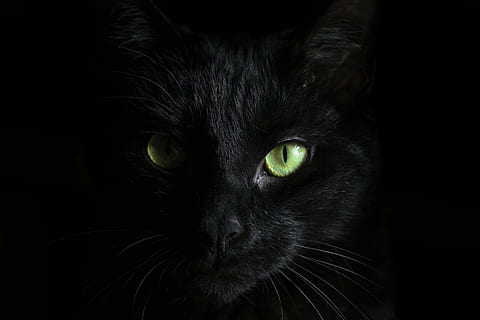 Very Beautiful Cute Cat, Cute Cat Love HD phone wallpaper | Pxfuel