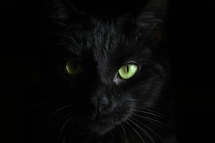 50 Black Cat iPhone Wallpaper  WallpaperSafari