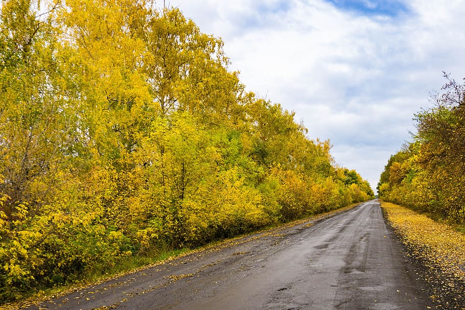 autumn, paint, forest, landscape, road, tree, plant, the way forward HD wallpaper