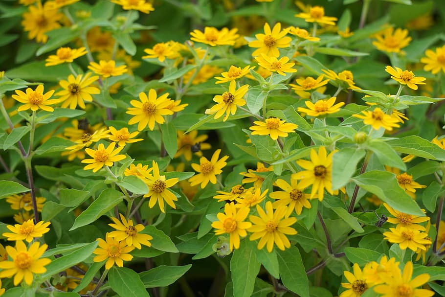 flower, yellow, flowering plant, growth, freshness, vulnerability HD wallpaper