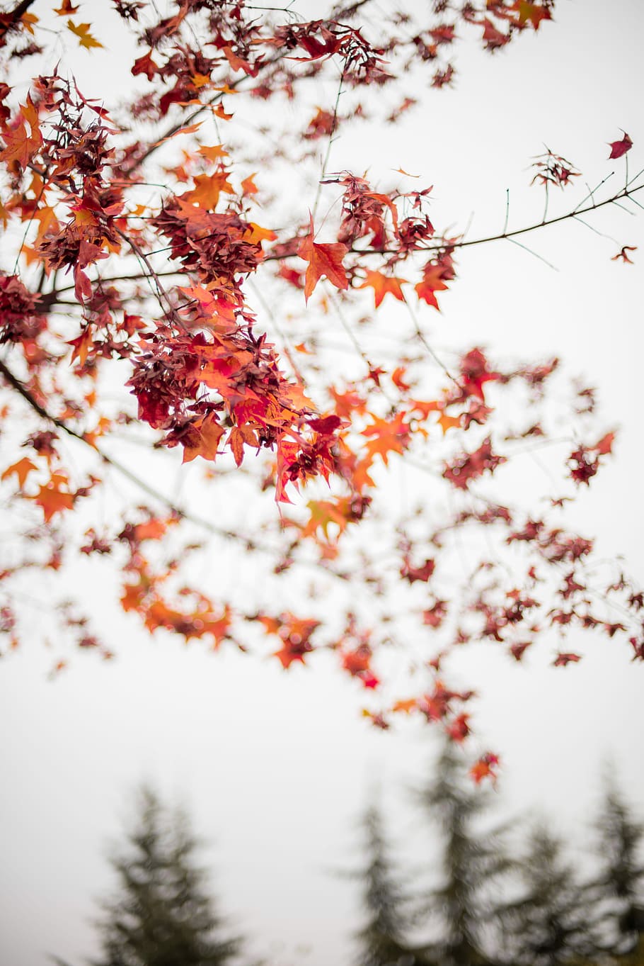 selective focus photography of maple leaves, tree, branch, fall HD wallpaper