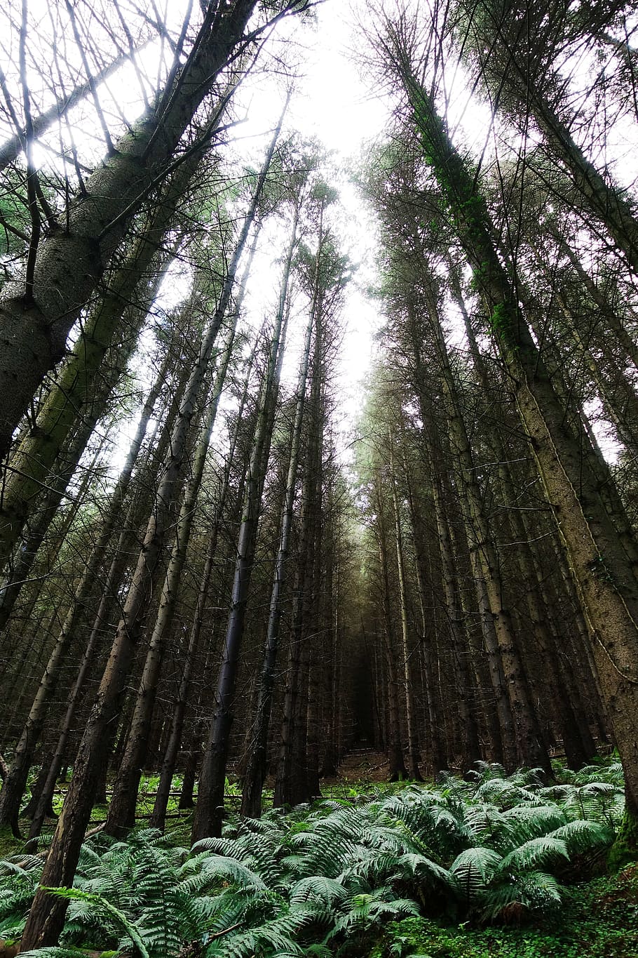 Evergreen ,shortleaf black spruce,spruce fir forest,tree,tropical and  subtropical coniferous forests,atmospheric phenomenon HD wallpaper | Pxfuel