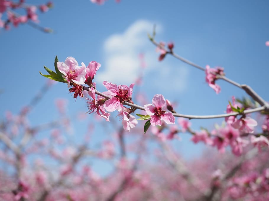 Apricot Blossom