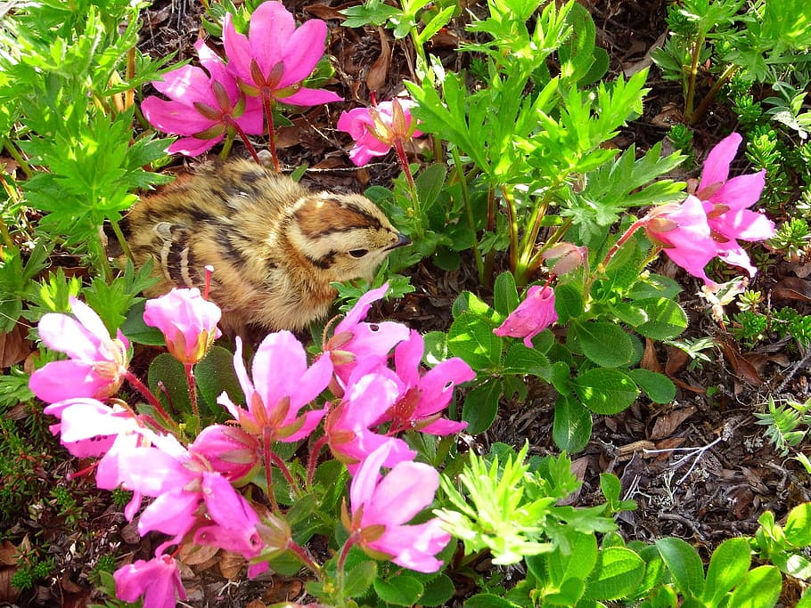 partridge, chick, chicken, bird, rhododendrons, flowers, summer HD wallpaper