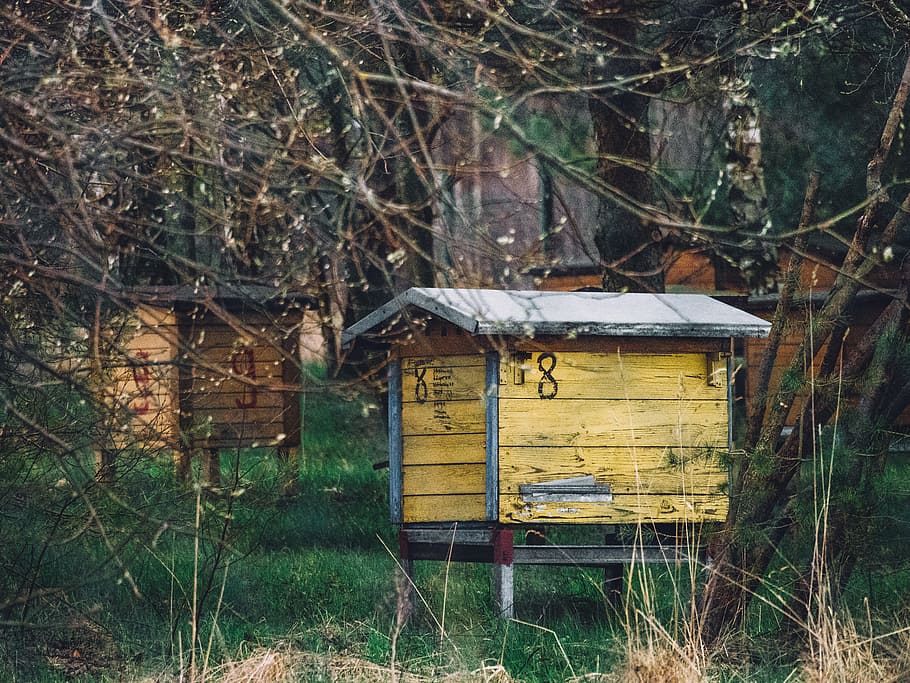 abandoned, bee garden, beehive, beekeeping, countryside, empty HD wallpaper