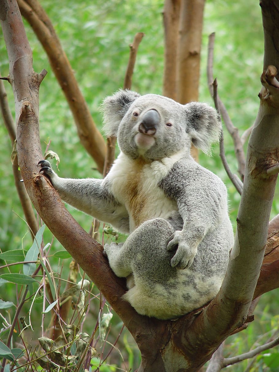 gray Koala sitting on brown tree, bear, perched, portrait, grey HD wallpaper
