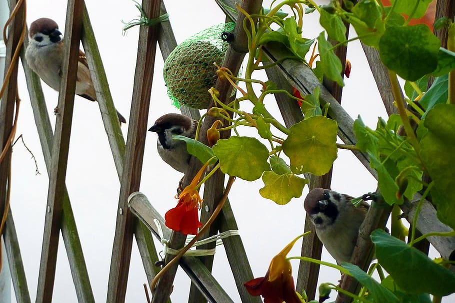 sparrows, birds, feathered, balcony, garden, nature, animal HD wallpaper