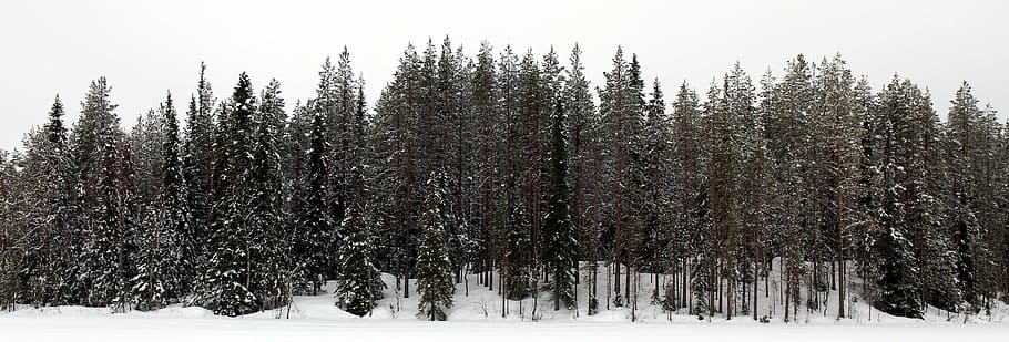 snow, forest, winter, trees, finnish, snowy, cold, nature, conifers HD wallpaper