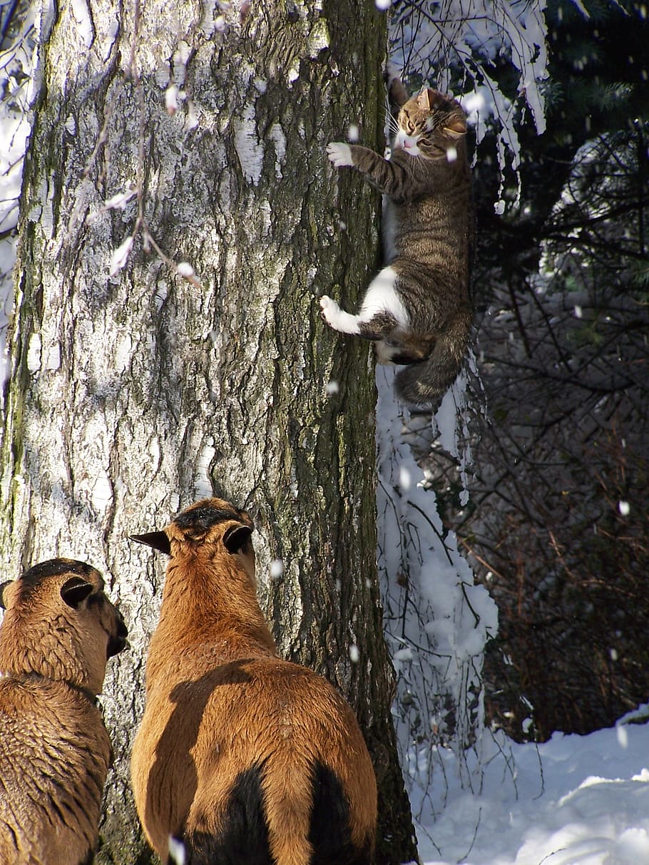 cat, sheep, tree, fear, scaredy cat, security, climb, claw HD wallpaper