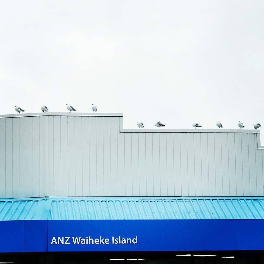 white bird perching on building, brids, line, lines, anz waiheke iland