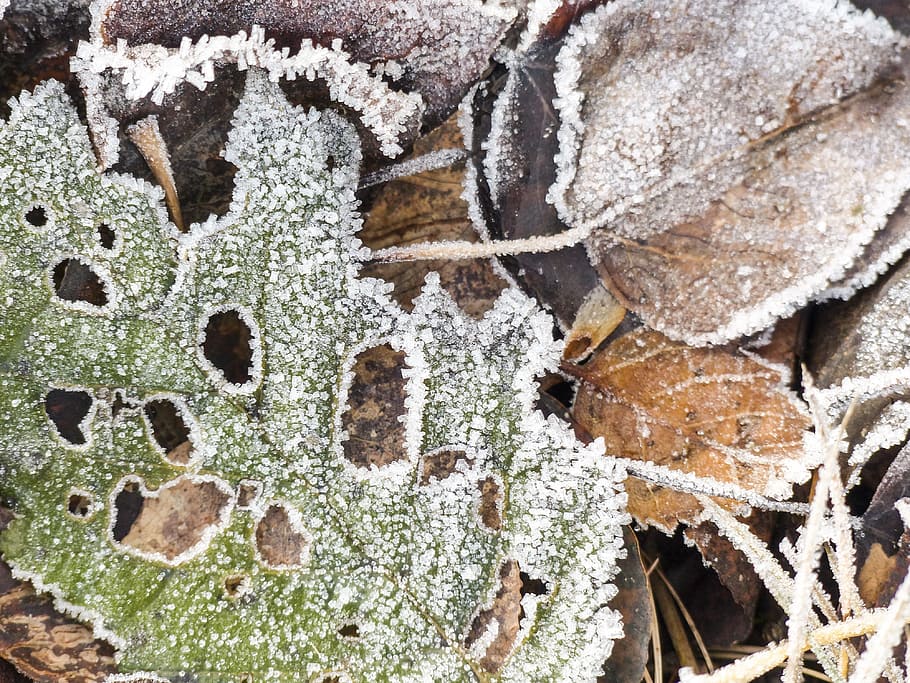 frosty, fallen, foliage, autumn, fallen leaves, nature, outside HD wallpaper