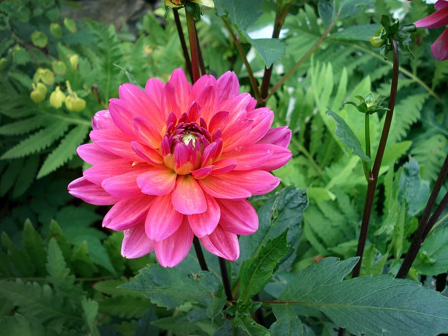 flower, botanic, colored, colors, blossom, flowering plant HD wallpaper