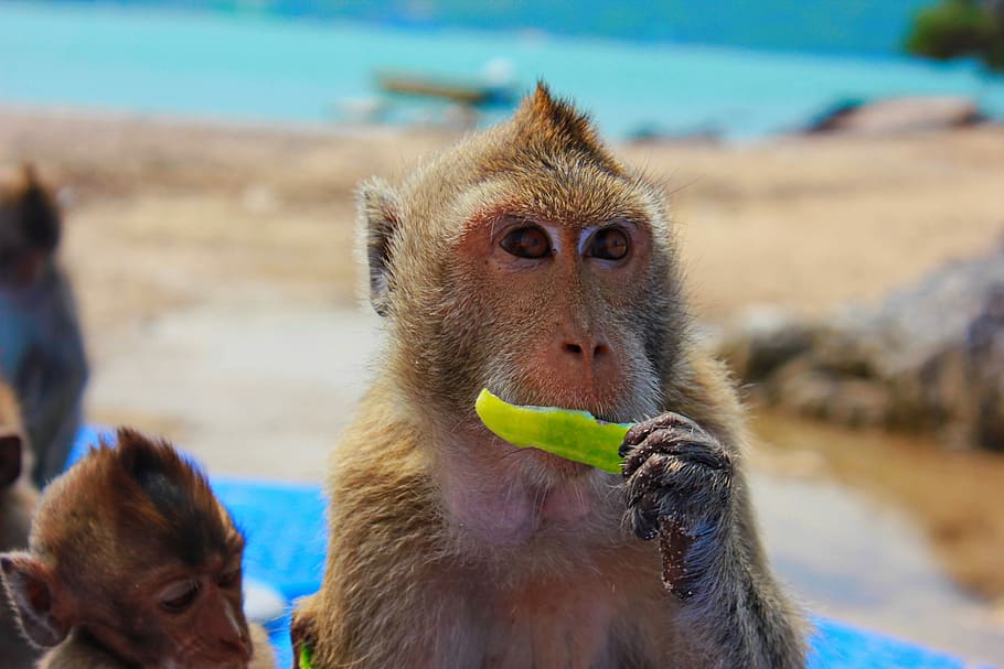 Monkey, Toque, View, Closeup, Snout, primacy, focus on foreground HD wallpaper