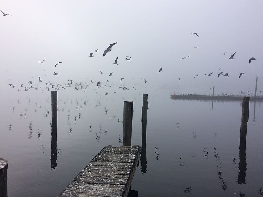 Florida, Seagulls, Lake, water, pier, bird, winter, large group of animals HD wallpaper