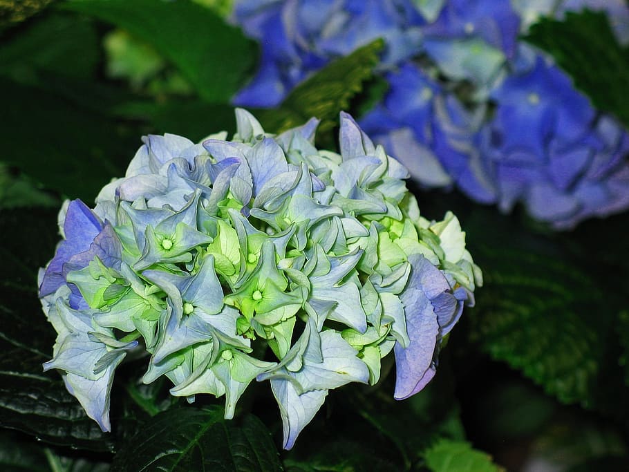 hydrangea, garden, blossom, bloom, flower, nature, plant, inflorescence HD wallpaper