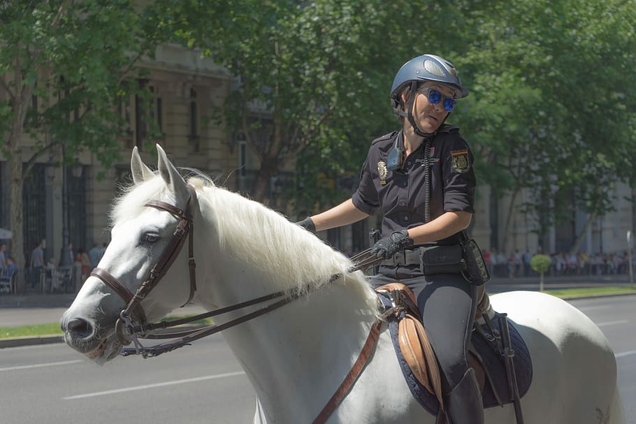 Police, Horse, Mount, Equine, horse riding, train, helmet, one person