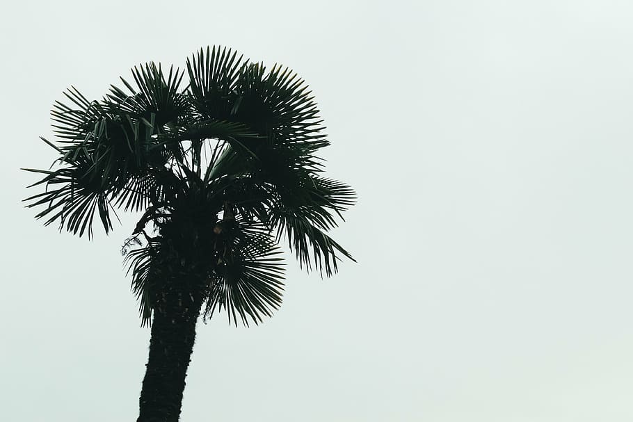 palm tree under cloudy sky, clear, tropical, summer, nature HD wallpaper