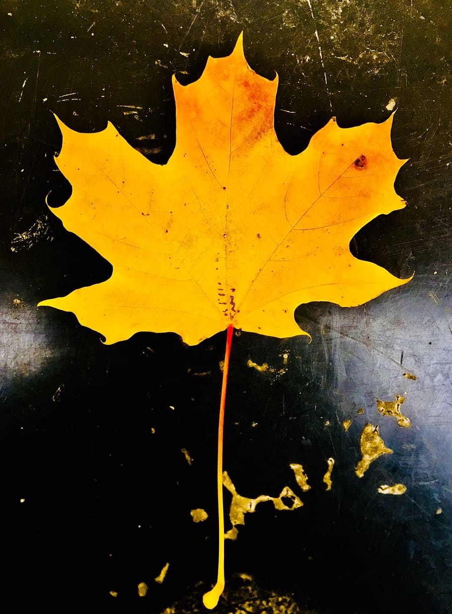 leaf, maple, autumn, yellow, plant part, no people, close-up HD wallpaper