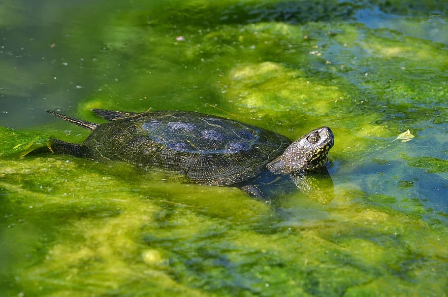 black sea turtle on water, marsh turtle, european, water creature HD wallpaper
