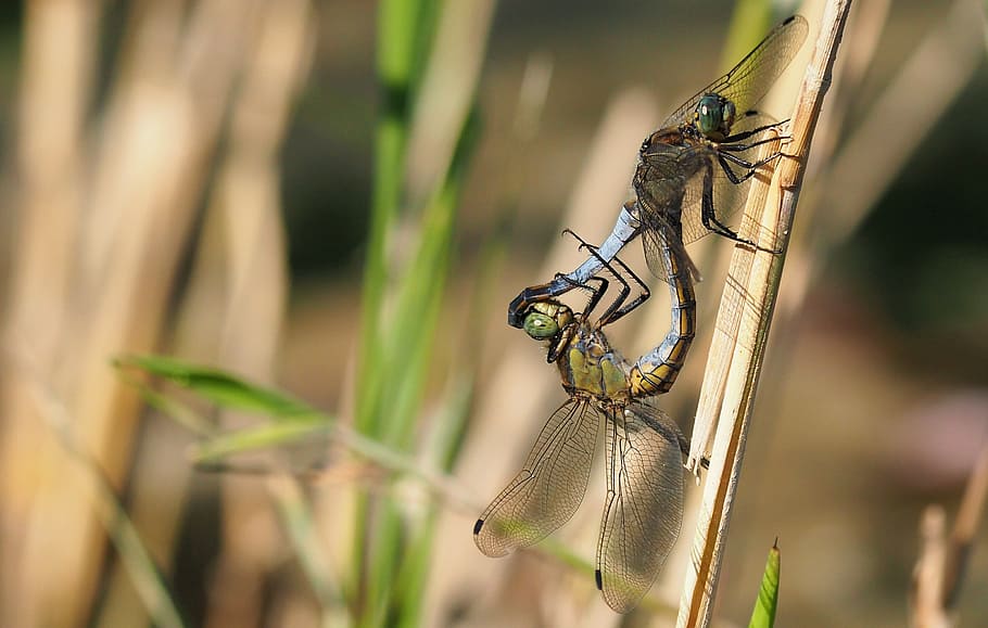 nature, dragonflies, insects, macro, invertebrate, animals in the wild HD wallpaper
