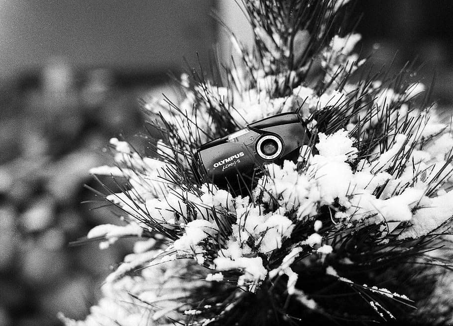 christmas, tree, winter, pine, snow, camera, film, lens, equipment HD wallpaper