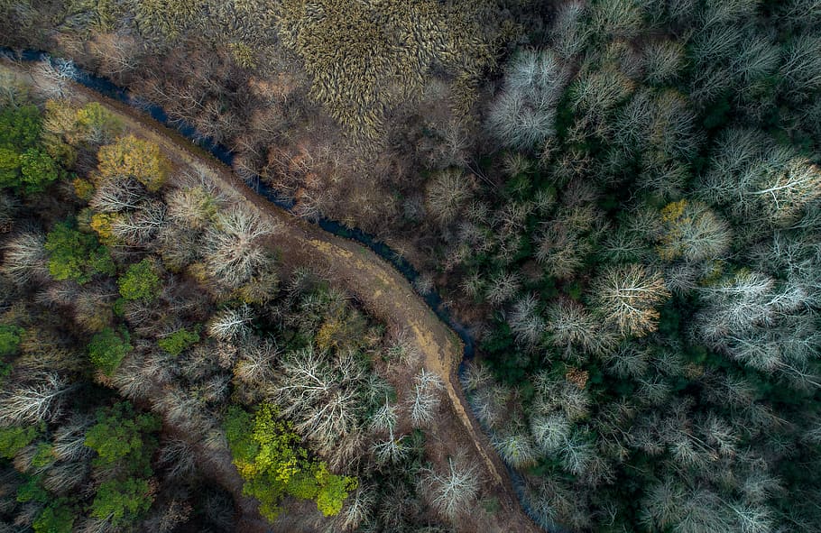 trees, plant, nature, path, road, forest, river, water, aerial HD wallpaper